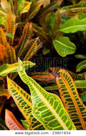 Croton