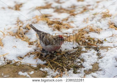 Redpoll Searches For Food Under The Snow In The Early Spring
