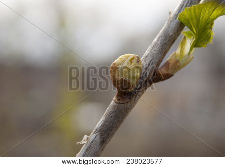 A Branch Of Black Currant, Infected With A Parasite Of The Kidney Mite (cecidophyopsis Ribis) And A 