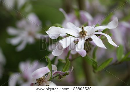 Beautiful Star Magnolia (magnolie, Magnolia Stellata), Lüneburg Heath, Northern Germany