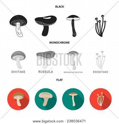 Shiitake, Brown Cap Boletus, Enokitake, Milk. Set Collection Icons In Black, Flat, Monochrome Style 