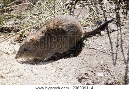 This Is A Close Up Of A Long Nosed Potoroo