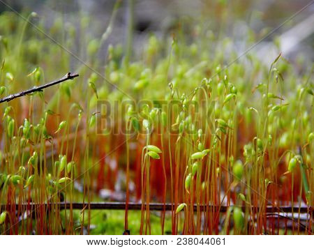 Marsh Moss-a Very Bright, Green Plant. It Grows In Swampy Areas.