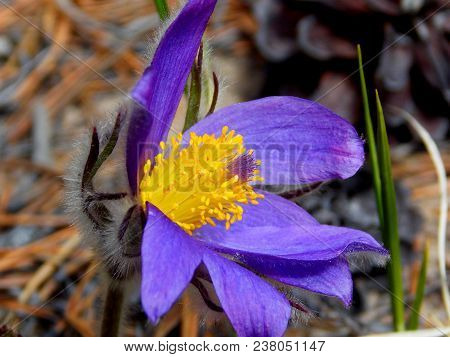 The First Spring Snowdrop Flower In The Forest