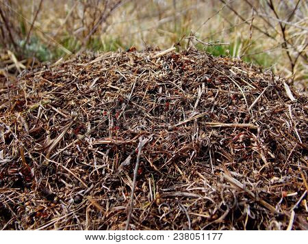 The Anthill Illuminated By Sunlight In The Spring Forest