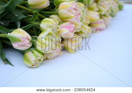 Tulip Finola Terry Early Pink And Avantgarde Gentle Yellow