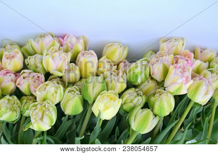 Tulip Finola Terry Early Pink And Avantgarde Gentle Yellow