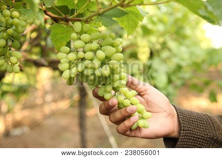 Hand Of Farmer In September Check And Collects The Selected Grape Bunches In India Maharastra Nasik 