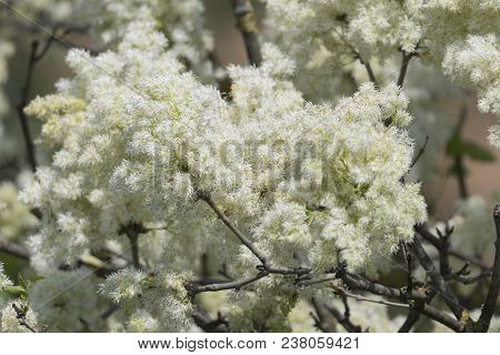 Orniello Fraxinus Ornus Tree In Bloom At Park