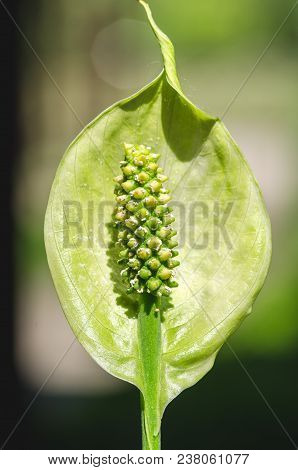 Green Spathiphyllum Araceae Flower Or Peace Lily Stamens On The Sunny Day Close Up With Selective Fo
