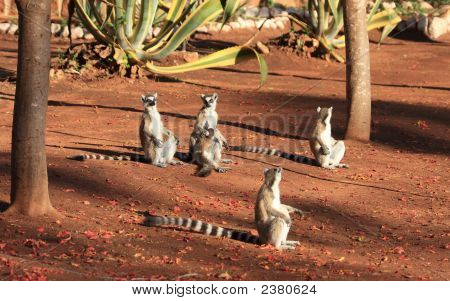 แหวน Lemurs หางที่สำรอง Berenty