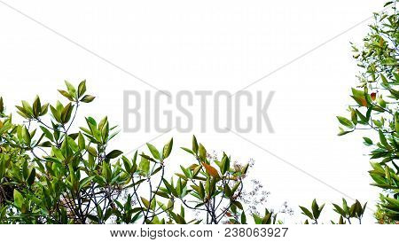 Tropical Trees With Leaves Branches On White Isolated Background For Green Foliage Backdrop