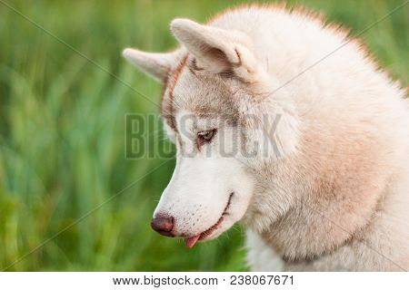 Close-up Portrait Of Siberian Husky Dog With Tonque Out On The Grass