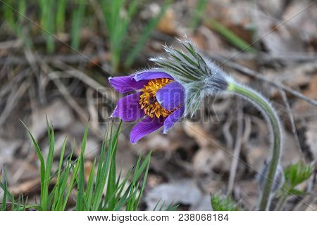 Close Up Early Bloomer Purple Pulsatilla Flower Head (windflower, Mayflower, Pasqueflower) In Green 