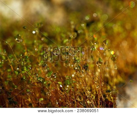 Close Up Common Haircap Moss (polytrichum Commune) Brown Stems And Capsules With Water Drops After T