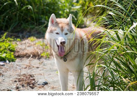 Portrait Of Beige Dog Breed Happy Siberian Husky Standing In Green Summer Grass At The Seaside