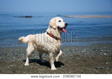 Image Of Cute White Golden Retriever Dog Standing On The Sand At The Sea.side. Portrait Of Happy And