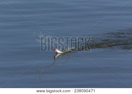 Fishing Lure Being Used In The Susquehanna River At Conowingo Dam In Maryland.