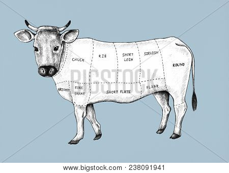 Hand drawn cut of beef