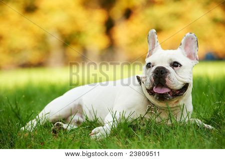 un perro bulldog francés acostado en la hierba verde en el fondo de otoño