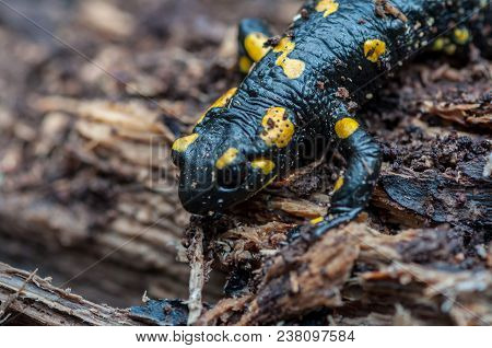 Close-up Of A Spotted Salamander Hiding In Tree Bark