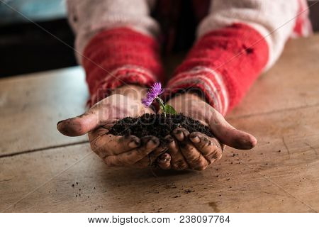 Gardener With Dirty Hands Holding A Dainty Purple Flower Cupped In His Hand In Rich Fertile Soil Ove