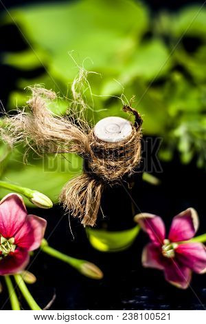 Ayurvedic And Floral Essence Of Rangoon Creeper Or Chinese Honeysuckle Or Madhumalti In A Transparen