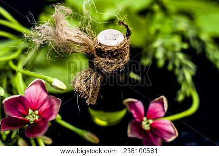 Ayurvedic And Floral Essence Of Rangoon Creeper Or Chinese Honeysuckle Or Madhumalti In A Transparen