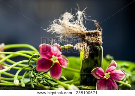 Ayurvedic And Floral Essence Of Rangoon Creeper Or Chinese Honeysuckle Or Madhumalti In A Transparen