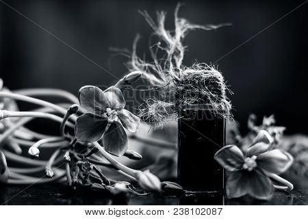 Red Colored Ayurvedic And Floral Essence Of Rangoon Creeper Or Chinese Honeysuckle Or Madhumalti In