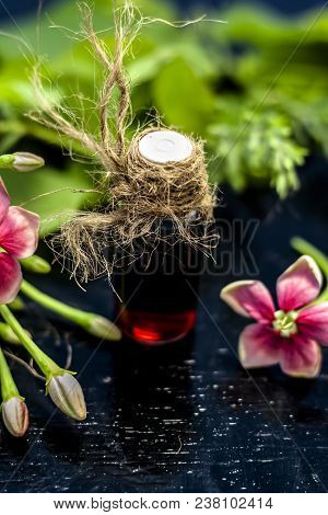 Red Colored Ayurvedic And Floral Essence Of Rangoon Creeper Or Chinese Honeysuckle Or Madhumalti In 