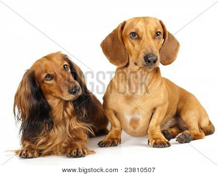 จิ๋ว dachshund longhaired และ dachshund