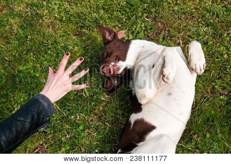 Homeless Dog Having Fun On The Grass