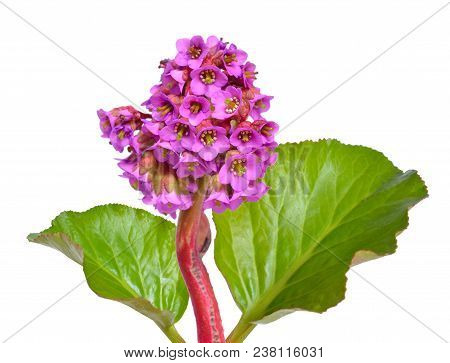 Bergenia Crassifolia. Common Names For The Species Include Heart-leaved Bergenia, Heartleaf Bergenia