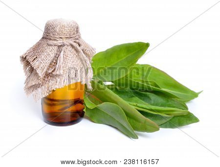 Fresh Common Sorrel Or Garden Sorrel, Or Rumex Acetosa, Isolated On White.