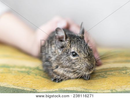 Young Girl Caress Small Animal Chilean Common Degu Squirrel. Close-up Portrait Of The Cute Pet Sitti