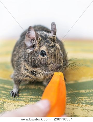 Close-up Portrait Of Cute Animal Small Pet Chilean Common Degu Squirrel Sniffing And Eating A Piece