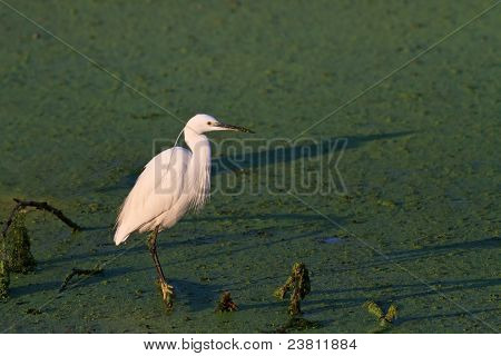 Lille hejre (egretta Garzetta)