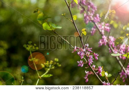Closeup Of Pink Redbud Flowers