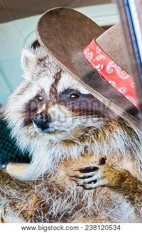 An Up Close View Of A Raccoon With A Cowboy Hat