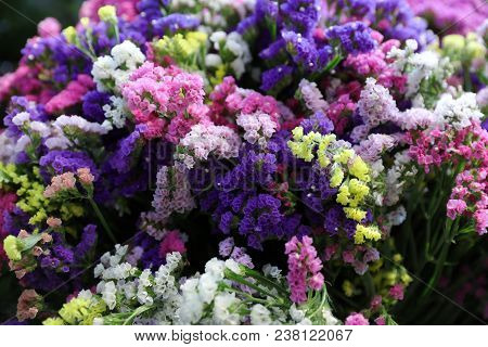 Variety Of Limonium Sinuatum Or Statice Salem Flowers In Blue, Lilac, Violet, Pink, White, Yellow Co