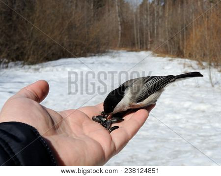 Winter Forest. A Small Gray Bird With A Black Head Is Eating Sunflower Seeds On His Hand. Black-capp