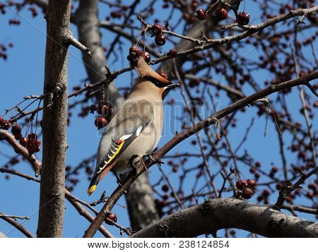A Gray Bird With A Crest On Its Head And Motley Wings Sits On A Branch Of An Apple Tree. Waxwing.