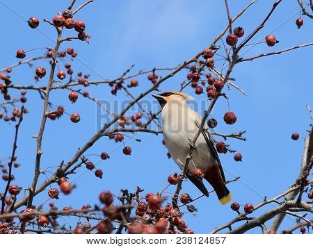A Gray Bird With A Tuft On Its Head And A Motley Tail Sits On A Branch Of An Apple Tree. Waxwing.