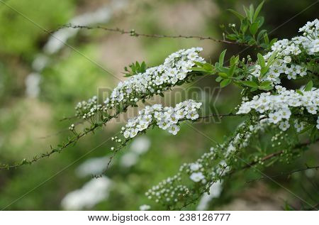 Soft Focused Close Up Picture Of White Spirea, Bush Of Thunbergii Or Thunbergii Meadowsweet. Beautif