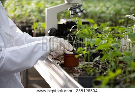 Agronomist Holding Seedling In Flower Pot In Greenhouse