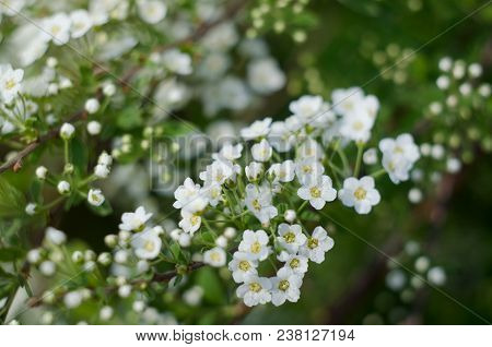 Soft Focused Close Up Picture Of White Spirea, Bush Of Thunbergii Or Thunbergii Meadowsweet. Beautif