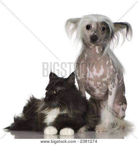 Chinese Crested Dog - haarlos und Maine Coon