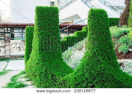 Green Hedge Or Green Leaves Wall On Isolated