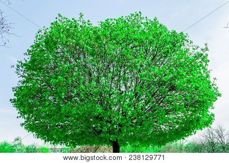 Abstract Blurred Background With Tree And Sky
